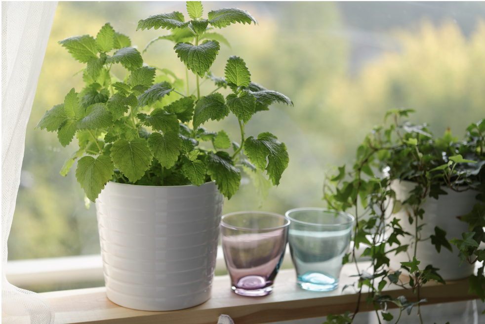 mint growing on a windowsill 